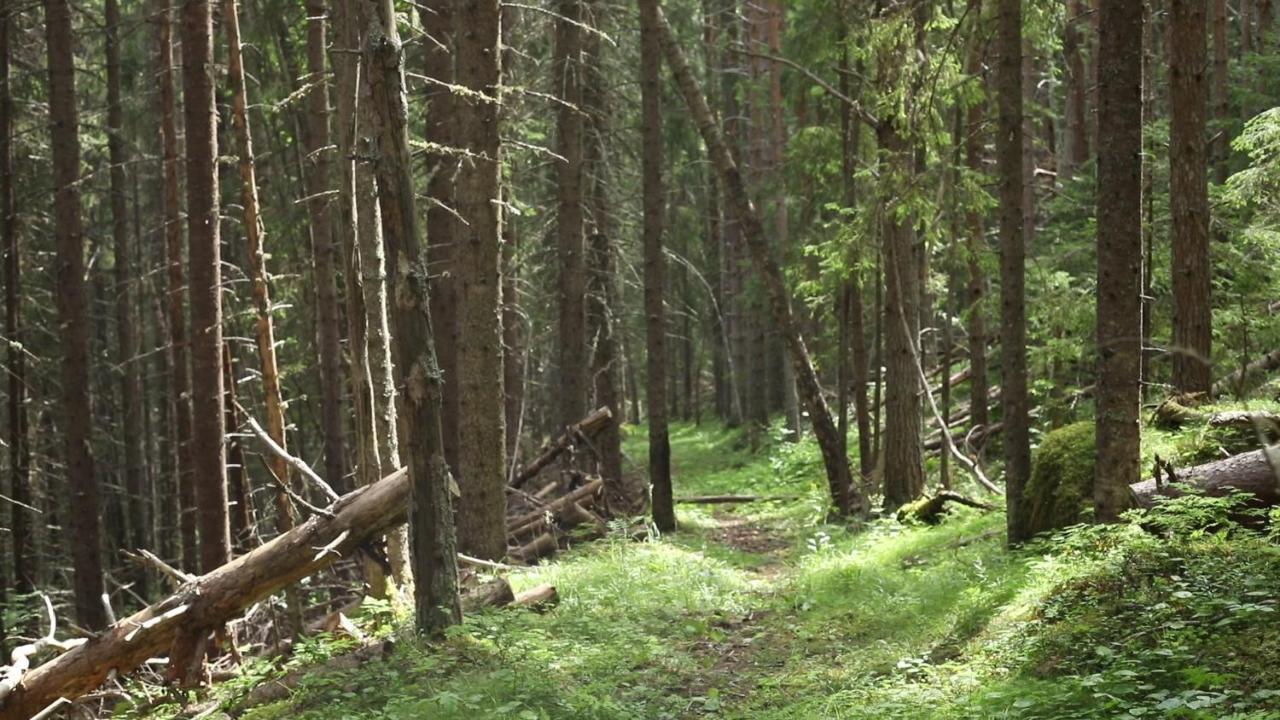 Cozy Stuga - Mountain View Ramsele Buitenkant foto